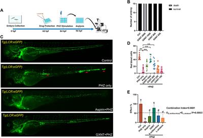 Synergistic Effects of Cryptotanshinone and Senkyunolide I in Guanxinning Tablet Against Endogenous Thrombus Formation in Zebrafish